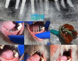 کلینیک دندانپزشکی و دهان پزشکی نگین